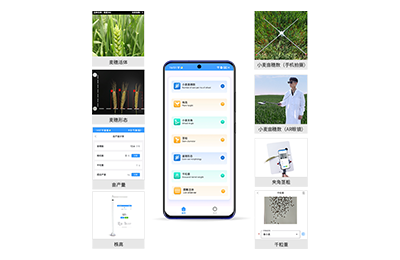 东丽区小麦表型测量仪IN-XM05